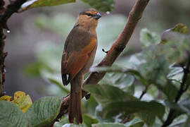 Brown Tanager