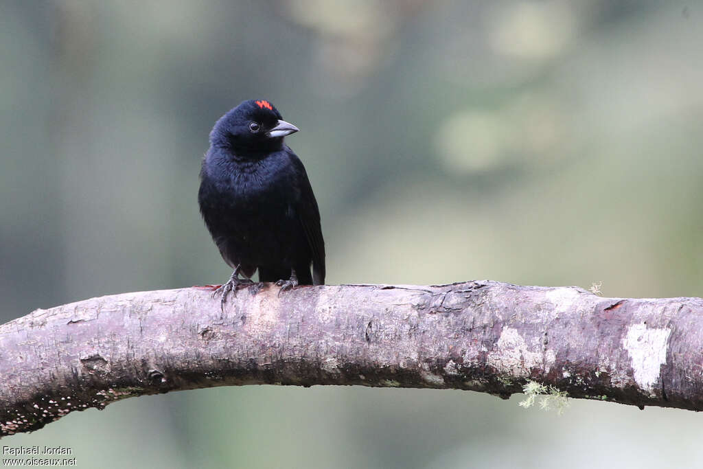 Ruby-crowned Tanager male adult