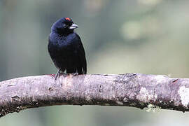 Ruby-crowned Tanager