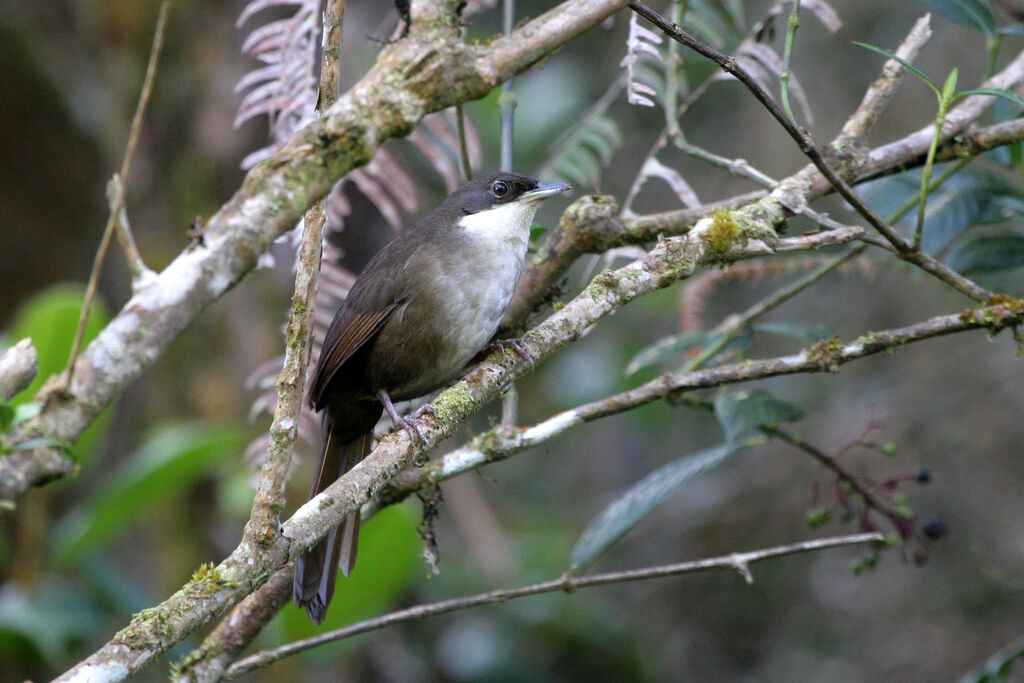 Tangara d'Haïtiadulte