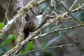 Tangara d'Haïti