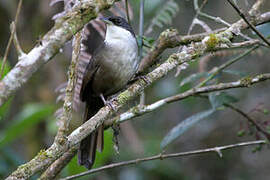 Western Chat-Tanager