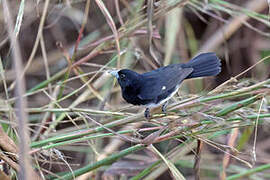 Cone-billed Tanager