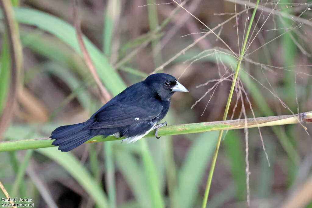 Cone-billed Tanager male adult