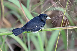 Cone-billed Tanager