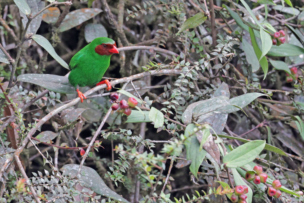 Grass-green Tanageradult