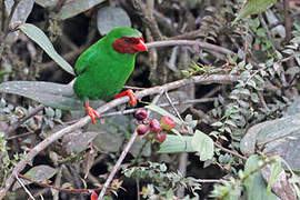 Grass-green Tanager