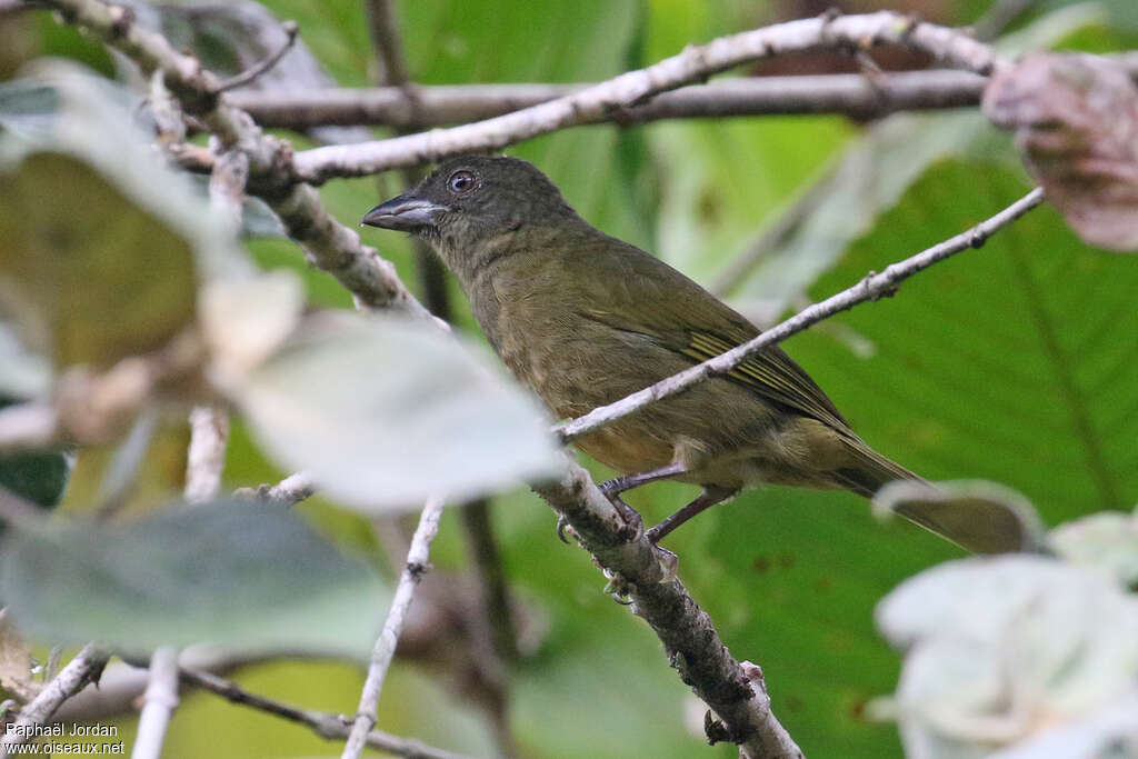 Tangara de Stolzmannadulte, identification