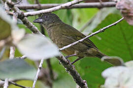 Ochre-breasted Tanager