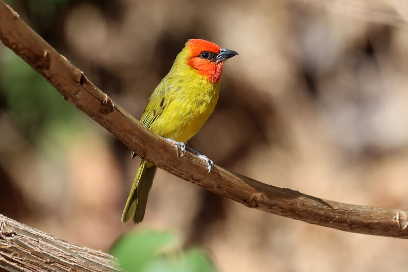 Red-headed Tanager male