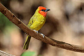 Red-headed Tanager