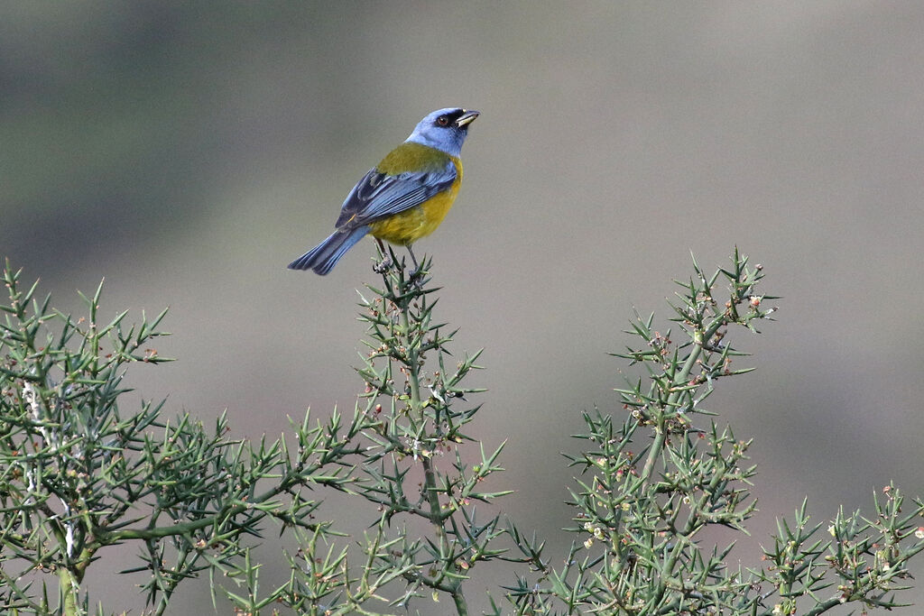 Blue-and-yellow Tanager male adult