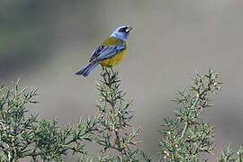 Blue-and-yellow Tanager