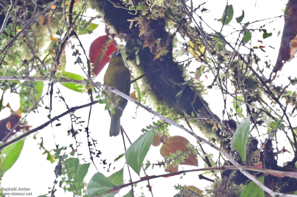 Yellow-green Tanager