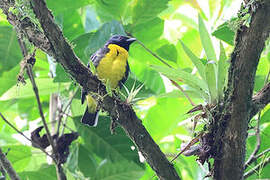 Tangara jaune et bleu