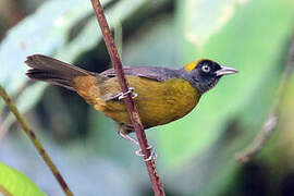 Dusky-faced Tanager