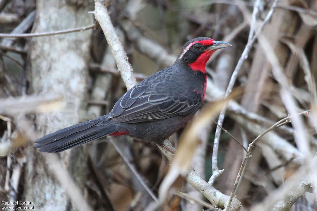 Rosy Thrush-tanager male adult breeding