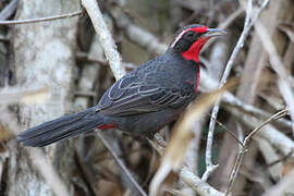 Rosy Thrush-tanager