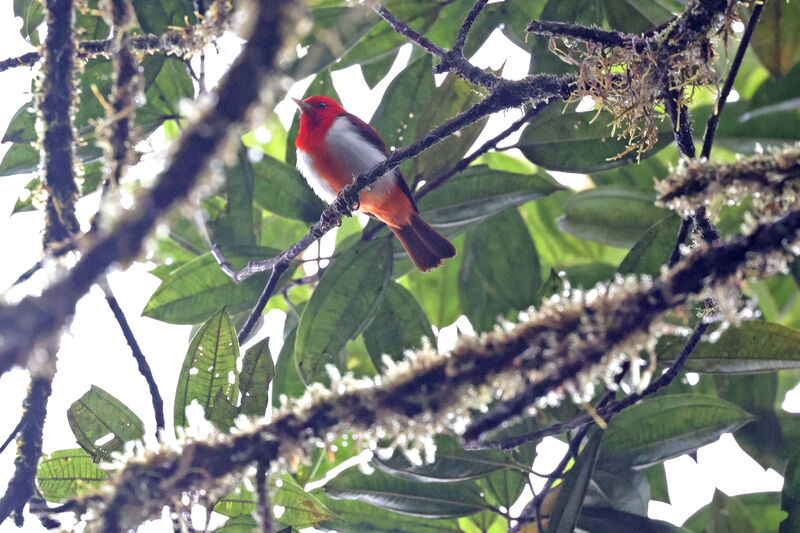 Tangara rouge mâle adulte