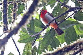 Scarlet-and-white Tanager