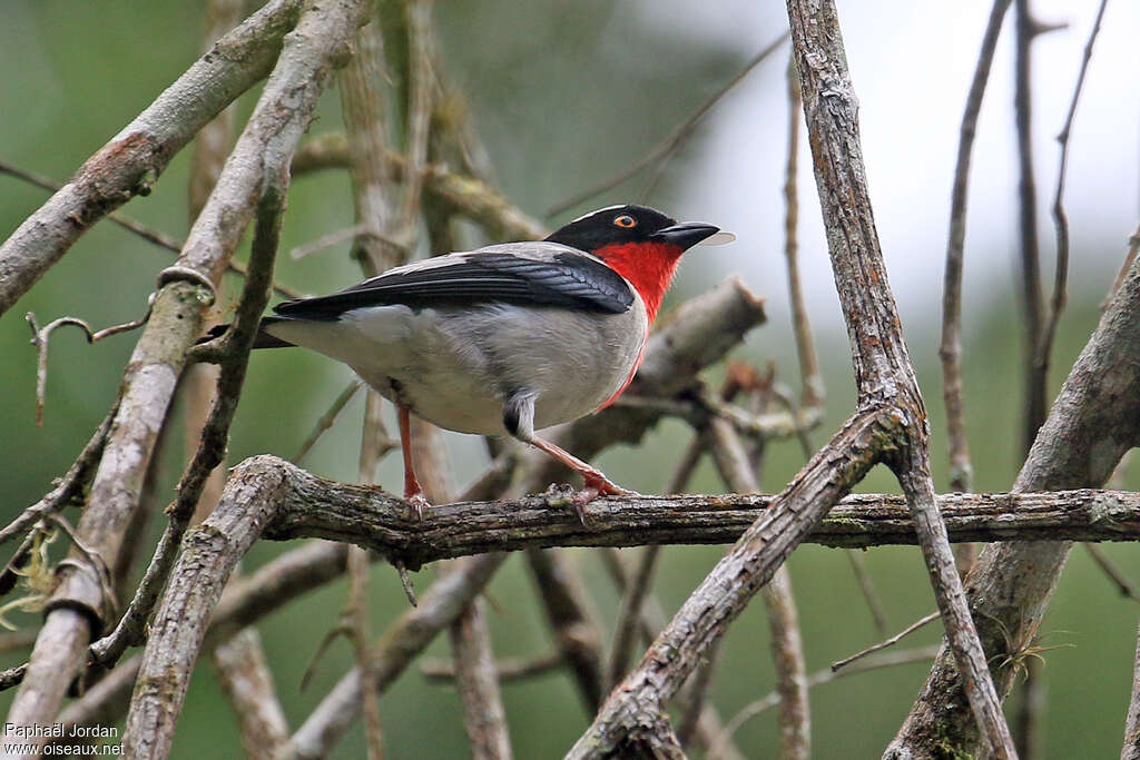 Cherry-throated Tanageradult, identification