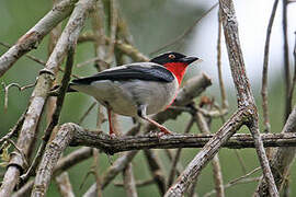 Cherry-throated Tanager