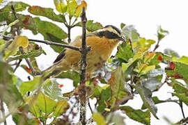 Three-striped Hemispingus