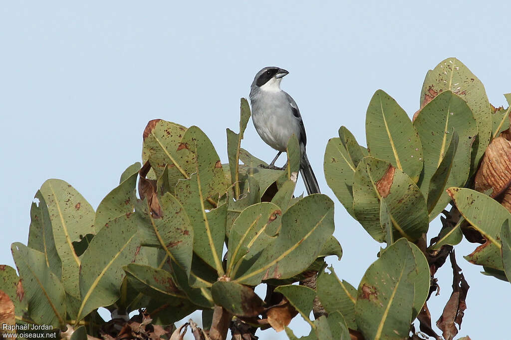 Tangara unifasciéadulte