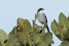 Shrike-like Tanager