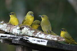 Olive-green Tanager