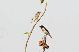 White-tailed Stonechat