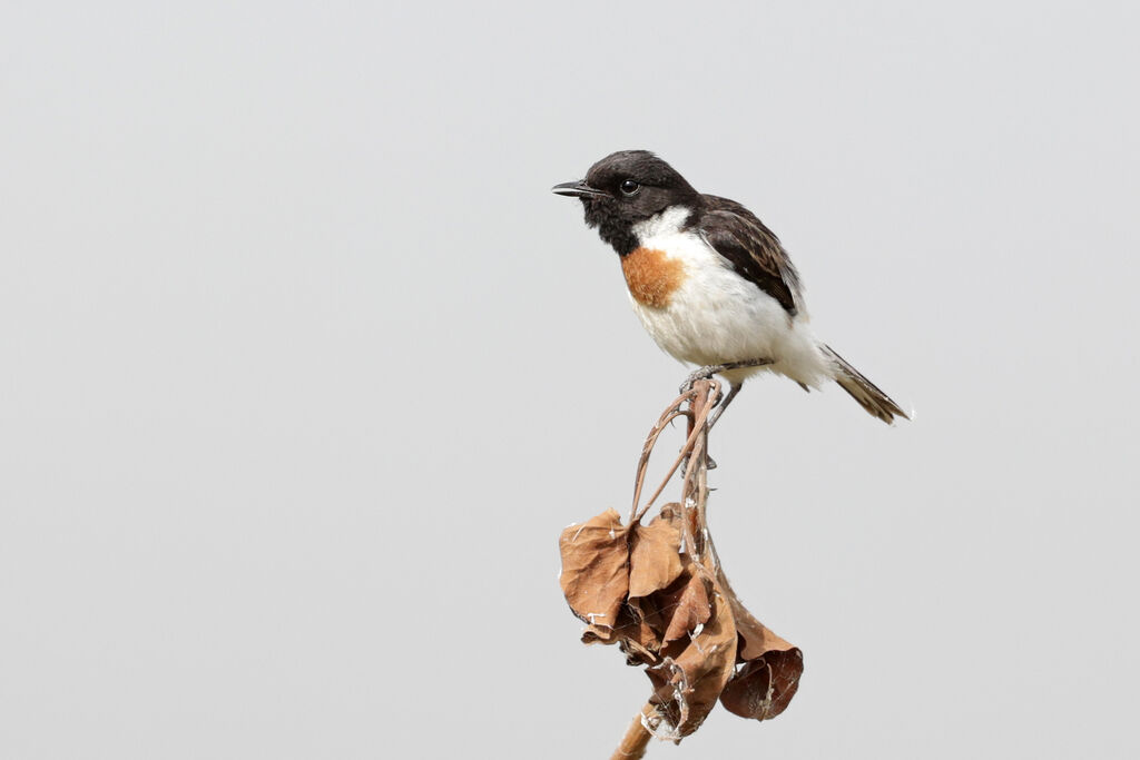 White-tailed Stonechat male adult breeding