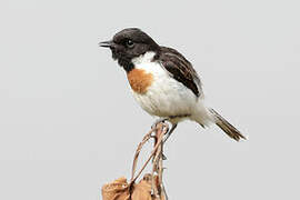 White-tailed Stonechat