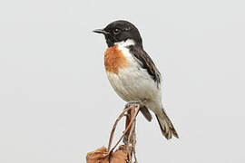 White-tailed Stonechat