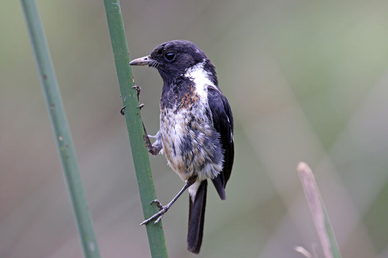 African Stonechat male First year