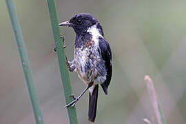 African Stonechat