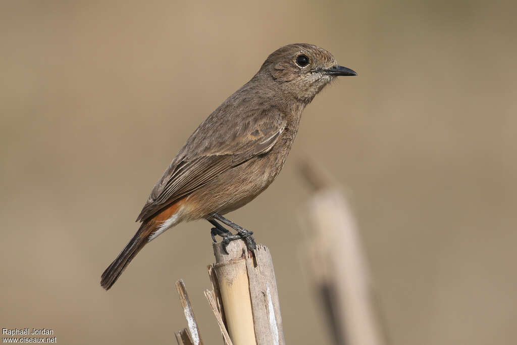 Pied Bush Chat female adult breeding, identification