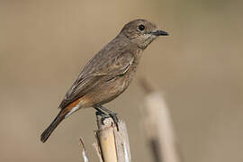 Pied Bush Chat