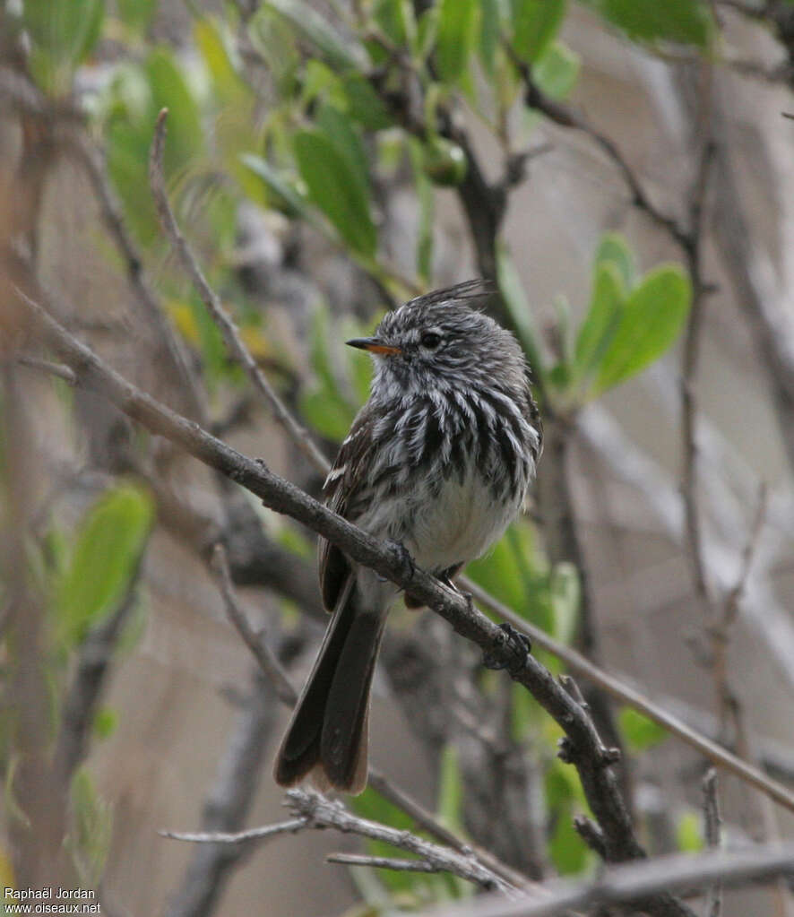 Yellow-billed Tit-Tyrantadult, close-up portrait