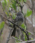 Yellow-billed Tit-Tyrant