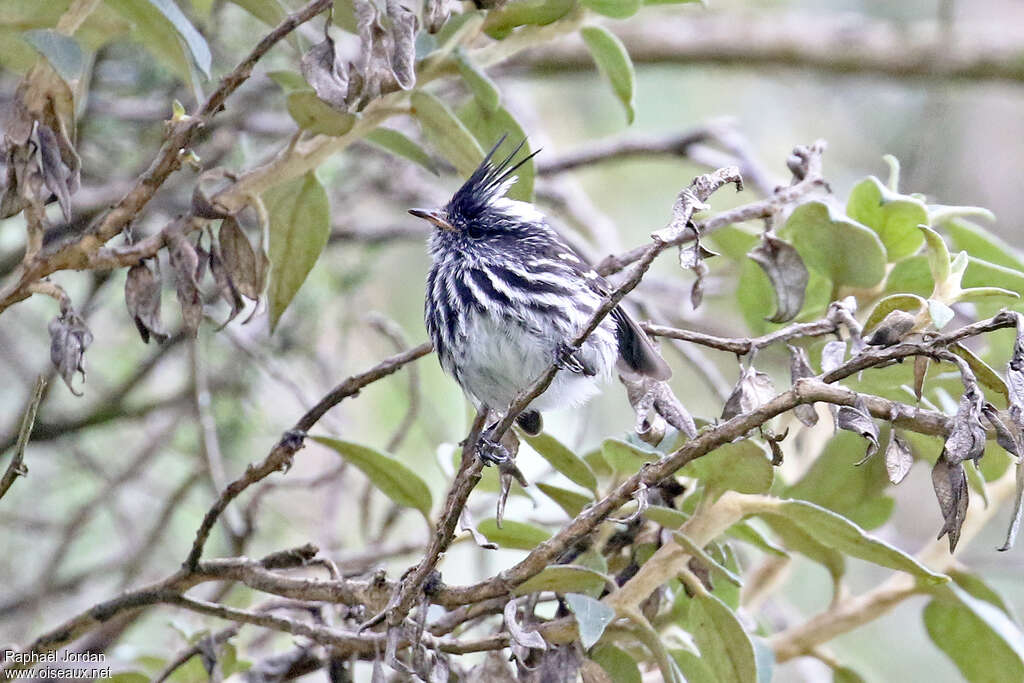 Black-crested Tit-Tyrantadult, identification