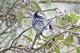 Black-crested Tit-Tyrant