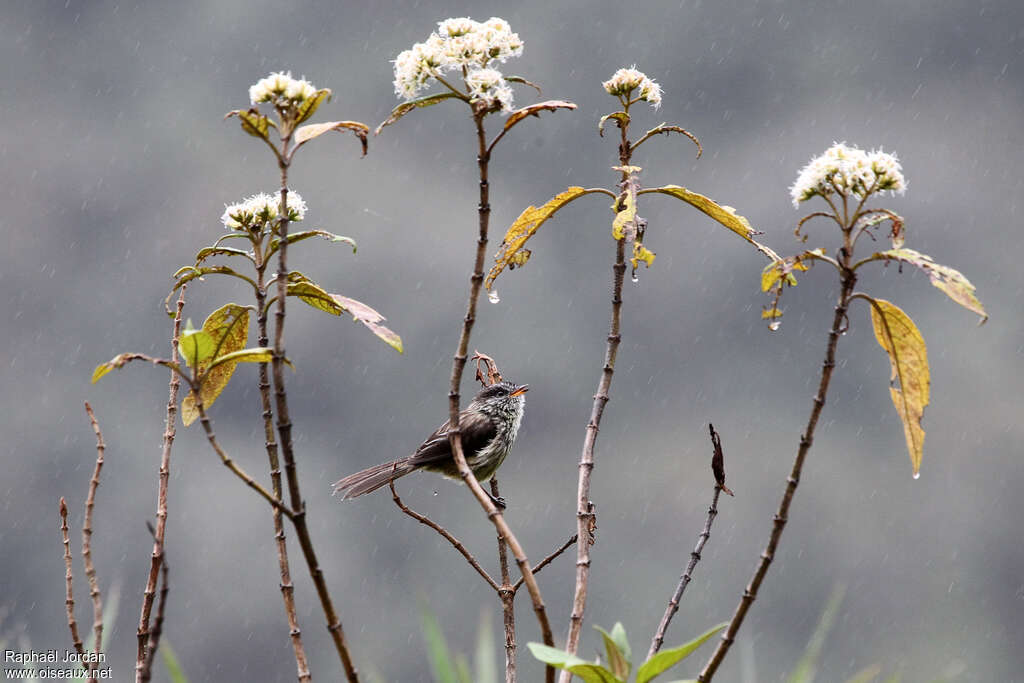 Agile Tit-Tyrant male adult, habitat