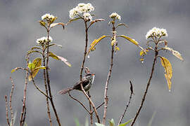 Agile Tit-Tyrant