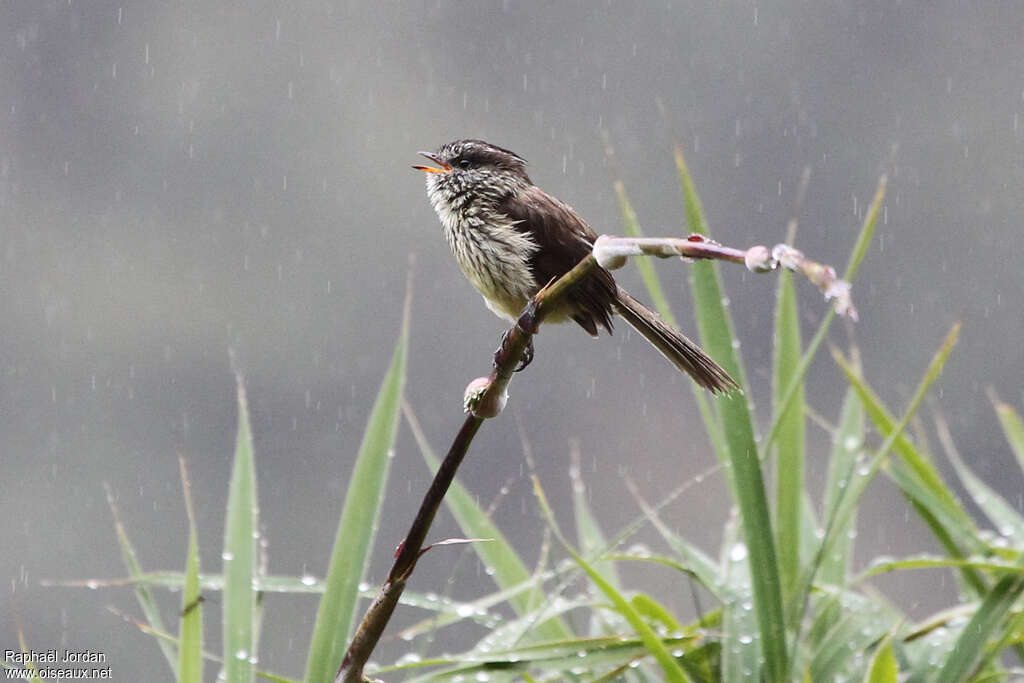 Agile Tit-Tyrant male adult, identification