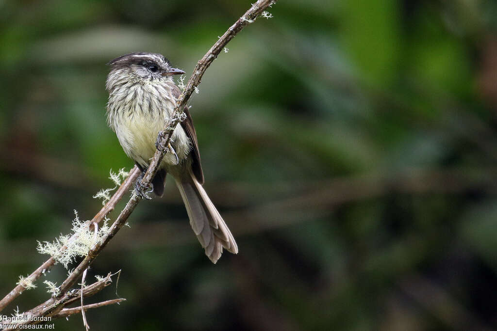 Agile Tit-Tyrantadult, aspect, pigmentation