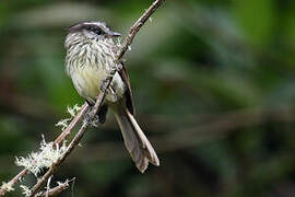 Agile Tit-Tyrant