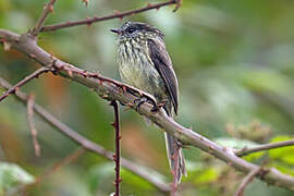 Agile Tit-Tyrant