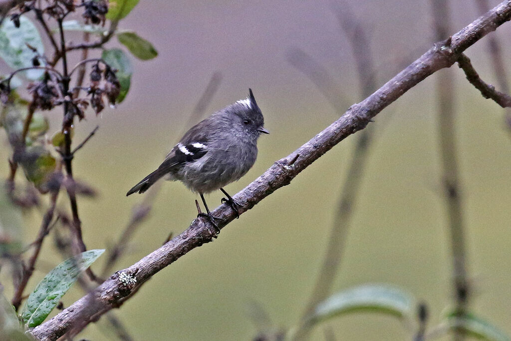 Ash-breasted Tit-Tyrantadult