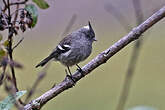 Taurillon gris